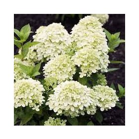Bugás hortenzia - "Little Passion" - Hydrangea Paniculata