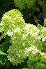 Bugás hortenzia - "Little Passion" - Hydrangea Paniculata