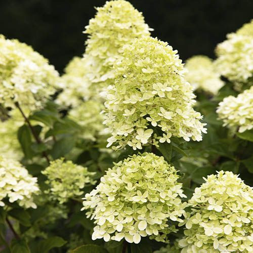 Bugás hortenzia - "Little Passion" - Hydrangea Paniculata