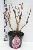 Kerti Hortenzia " Dali " - Hydrangea macrophylla