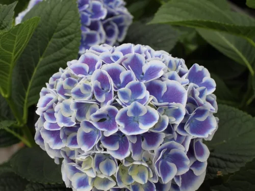 Kerti Hortenzia " Dali " - Hydrangea macrophylla