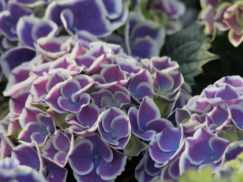 Kerti Hortenzia " Dali " - Hydrangea macrophylla