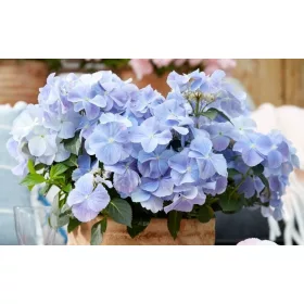   Fátyol Hortenzia " French Bolero Blue" - Hydrangea Macrophylla