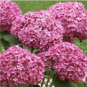   Cserjés hortenzia " Bella Ragazza Mauvette" - Hydrangea Arborescens