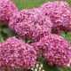 Cserjés hortenzia " Bella Ragazza Mauvette" - Hydrangea Arborescens