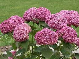 Cserjés hortenzia " Bella Ragazza Mauvette" - Hydrangea Arborescens