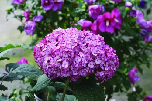 Cserjés hortenzia " Bella Ragazza Mauvette" - Hydrangea Arborescens