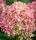 Bugás hortenzia - "Little Lime" - Hydrangea Paniculata - 6L
