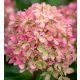 Bugás hortenzia - "Little Lime" - Hydrangea Paniculata - 6L