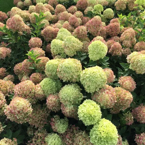 Bugás hortenzia - "Little Lime" - Hydrangea Paniculata - 6L