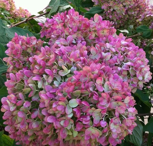 Bugás hortenzia - "Little Lime" - Hydrangea Paniculata - 6L
