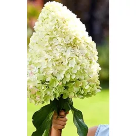 Bugás hortenzia - "Hercules" - Hydrangea Paniculata - 3 L