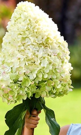 Bugás hortenzia - "Hercules" - Hydrangea Paniculata - 3 L