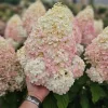 Bugás hortenzia - "Hercules" - Hydrangea Paniculata - 3 L
