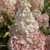 Bugás hortenzia - "Hercules" - Hydrangea Paniculata - 3 L