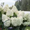 Bugás hortenzia - "Hercules" - Hydrangea Paniculata - 3 L