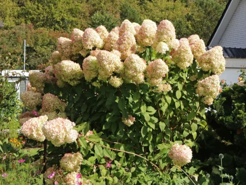 Bugás hortenzia - "Hercules" - Hydrangea Paniculata - 3 L