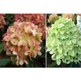   Bugás hortenzia - " Graffiti " - Hydrangea Paniculata - K3