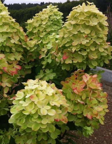 Bugás hortenzia - " Graffiti " - Hydrangea Paniculata - K3