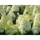 Bugás hortenzia - " Silver Dollar" - Hydrangea Paniculata - 2L