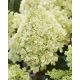 Bugás hortenzia - "Bee Happy " - Hydrangea Paniculata  3L