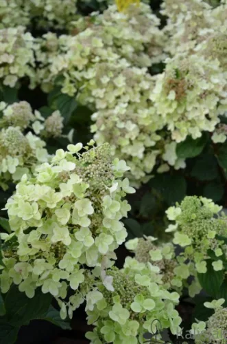 Bugás hortenzia - "Bee Happy " - Hydrangea Paniculata  3L