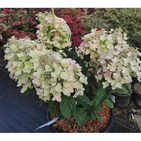 Bugás hortenzia - "Bee Happy " - Hydrangea Paniculata  3L