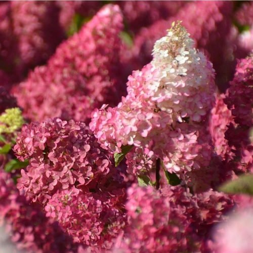 Bugás hortenzia - " Fraise Melba " - Hydrangea Paniculata - 5 L
