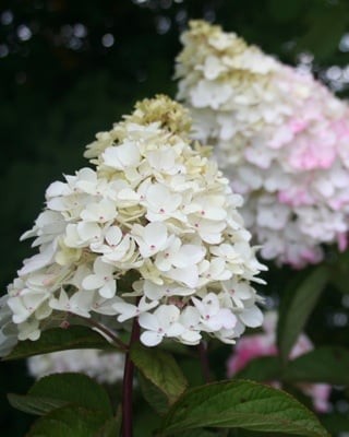 Bugás hortenzia - Hydrangea Paniculata " Fraise Melba" - K5 