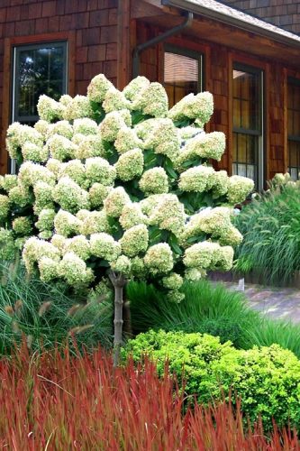 Magastörzsű bugás hortenzia " Limelight" - Hydrangea Paniculata - Törzs 60 cm