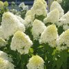 Magastörzsű bugás hortenzia " Limelight" - Hydrangea Paniculata - Törzs 60 cm