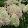 Magastörzsű bugás hortenzia " Limelight" - Hydrangea Paniculata - Törzs 60 cm