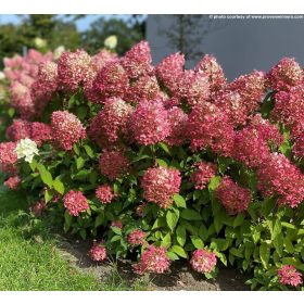   Bugás hortenzia - "Pinkachu" - Hydrangea Paniculata 