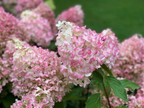 Bugás hortenzia - "Pinkachu" - Hydrangea Paniculata 