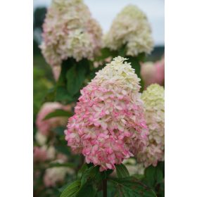   Bugás hortenzia - "Limelight Prime" - Hydrangea Paniculata