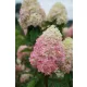 Bugás hortenzia - "Limelight Prime" - Hydrangea Paniculata
