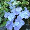 Fátyol Hortenzia " French Bolero Blue" - Hydrangea Macrophylla