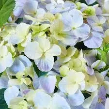 Fátyol Hortenzia " French Bolero Blue" - Hydrangea Macrophylla