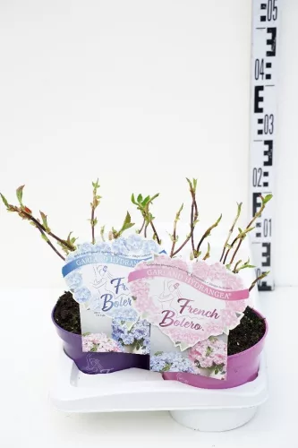 Fátyol Hortenzia " French Bolero Blue" - Hydrangea Macrophylla