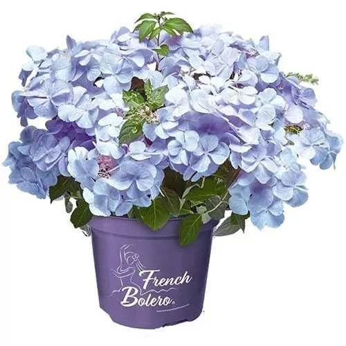 Fátyol Hortenzia " French Bolero Blue" - Hydrangea Macrophylla