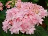 Kerti Hortenzia " Romance Pink" - Hydrangea macrophylla