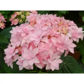 Kerti Hortenzia " Romance Pink" - Hydrangea macrophylla