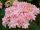 Kerti Hortenzia " Romance Pink" - Hydrangea macrophylla