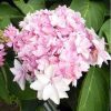 Kerti Hortenzia " Romance Pink" - Hydrangea macrophylla