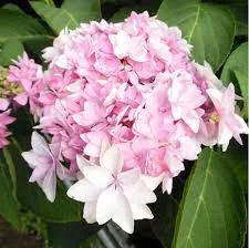 Kerti Hortenzia " Romance Pink" - Hydrangea macrophylla