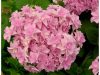 Kerti Hortenzia " Romance Pink" - Hydrangea macrophylla