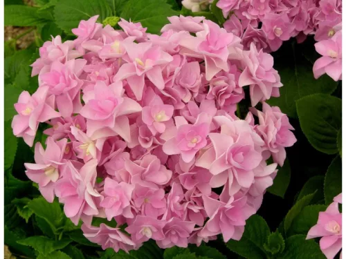 Kerti Hortenzia " Romance Pink" - Hydrangea macrophylla
