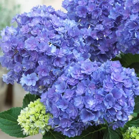   Kerti Hortenzia " Together Blue" - Hydrangea macrophylla
