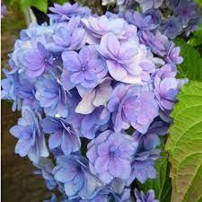 Kerti Hortenzia " Together Blue" - Hydrangea macrophylla