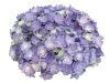 Kerti Hortenzia " Together Blue" - Hydrangea macrophylla